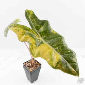 Alocasia Sanderiana Aurea Variegated (aka 'Pseudosanderiana') (wk19-T)