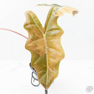 Alocasia Sanderiana Aurea Variegated (aka 'Pseudosanderiana') (wk21-K)