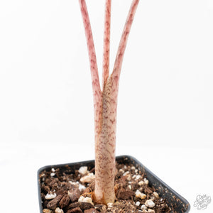 Alocasia Sanderiana Aurea Variegated (aka 'Pseudosanderiana') (wk21-K)
