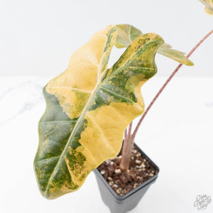 Alocasia Sanderiana Aurea Variegated (aka 'Pseudosanderiana') (wk21-K)