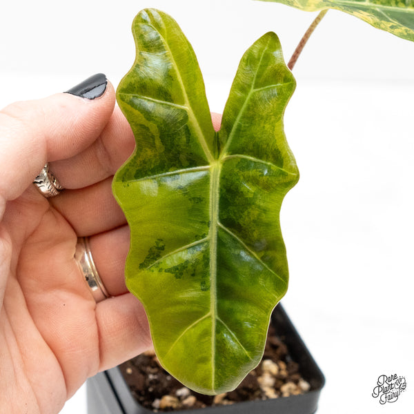 Alocasia Sanderiana Aurea Variegated (aka 'Pseudosanderiana') (wk4-G)