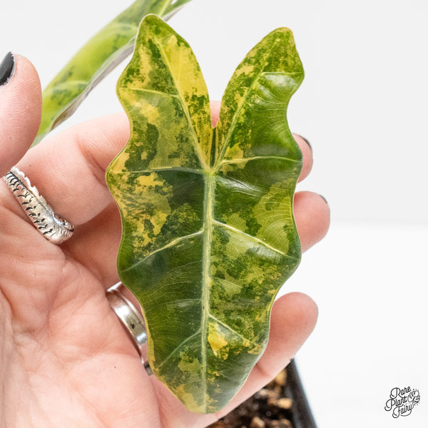 Alocasia Sanderiana Aurea Variegated (aka 'Pseudosanderiana') (wk4-G)