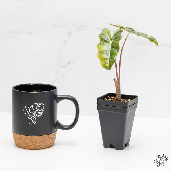 Alocasia Sanderiana Aurea Variegated (aka 'Pseudosanderiana') (wk4-G)