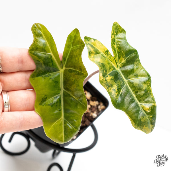 Alocasia Sanderiana Aurea Variegated (aka 'Pseudosanderiana') (wk4-G)