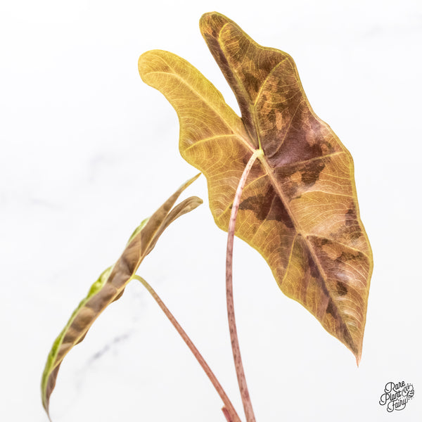 Alocasia Sanderiana Aurea Variegated (aka 'Pseudosanderiana') (wk6-R)