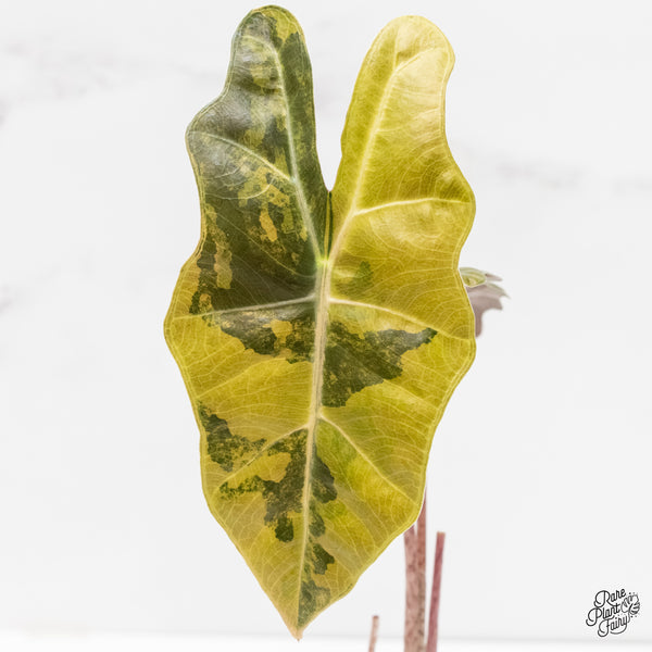 Alocasia Sanderiana Aurea Variegated (aka 'Pseudosanderiana') (wk6-R)