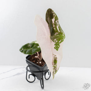 Alocasia Sanderiana Pink Variegated (aka 'Pseudosanderiana') (wk27-F)