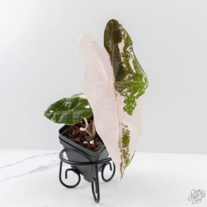 Alocasia Sanderiana Pink Variegated (aka 'Pseudosanderiana') (wk27-F)