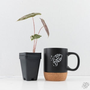 Alocasia Sanderiana Pink Variegated (aka 'Pseudosanderiana') (wk29-B)