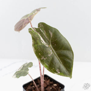 Alocasia Sanderiana Pink Variegated (aka 'Pseudosanderiana') (wk29-B)