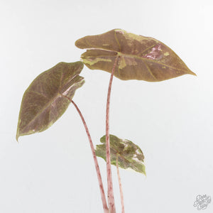 Alocasia Sanderiana Pink Variegated (aka 'Pseudosanderiana') (wk29-B)