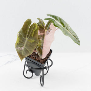 Alocasia Sanderiana Pink Variegated (aka 'Pseudosanderiana') (wk36-L235)