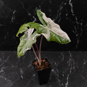 Alocasia Sanderiana Pink Variegated (aka 'Pseudosanderiana') (wk43-L235)