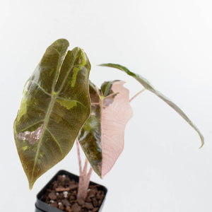 Alocasia Sanderiana Pink Variegated (aka 'Pseudosanderiana') (wk36-L235)
