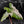 Alocasia Sanderiana Pink Variegated (aka 'Pseudosanderiana') (wk43-L235)