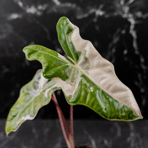 Alocasia Sanderiana Pink Variegated (aka 'Pseudosanderiana') (wk43-L235)