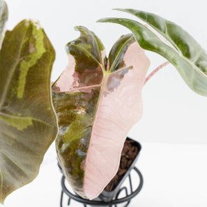 Alocasia Sanderiana Pink Variegated (aka 'Pseudosanderiana') (wk36-L235)