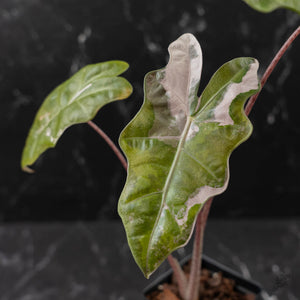Alocasia Sanderiana Pink Variegated (aka 'Pseudosanderiana') (wk43-L235)