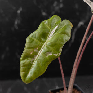 Alocasia Sanderiana Pink Variegated (aka 'Pseudosanderiana') (wk43-L235)