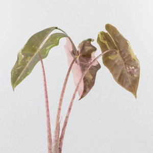 Alocasia Sanderiana Pink Variegated (aka 'Pseudosanderiana') (wk36-L235)