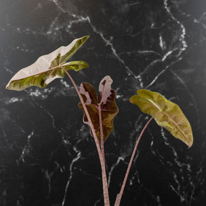 Alocasia Sanderiana Pink Variegated (aka 'Pseudosanderiana') (wk43-L235)