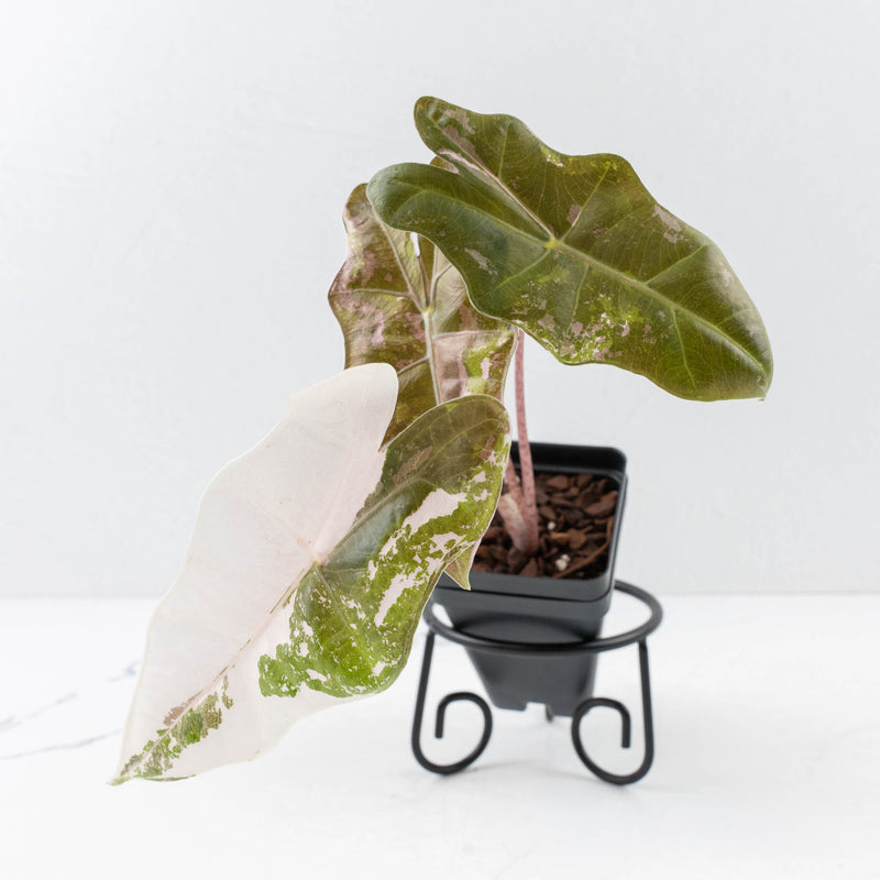Alocasia Sanderiana Pink Variegated (aka 'Pseudosanderiana') (wk34-L57)