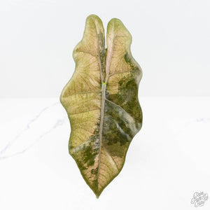 Alocasia Sanderiana Pink Variegated (aka 'Pseudosanderiana') (wk19-V)