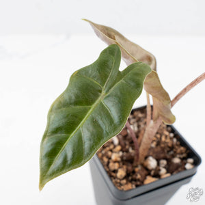Alocasia Sanderiana Pink Variegated (aka 'Pseudosanderiana') (wk20-Q)
