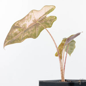 Alocasia Sanderiana Pink Variegated (aka 'Pseudosanderiana') (wk20-Q)