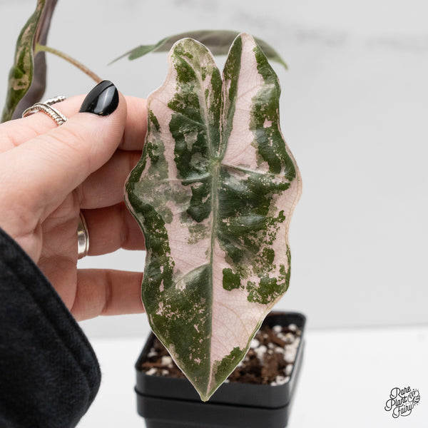 Alocasia Sanderiana Pink Variegated (aka. Pseudosanderiana) (wk2-N)