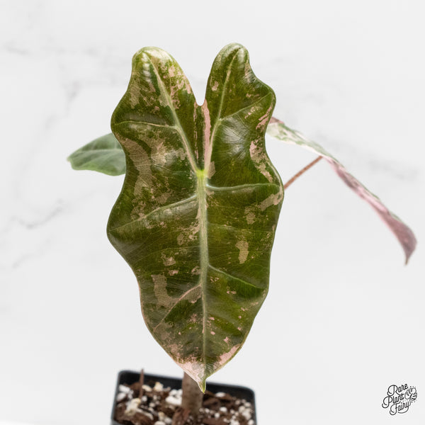 Alocasia Sanderiana Pink Variegated (aka. Pseudosanderiana) (wk2-N)