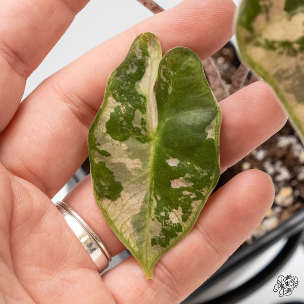 Alocasia Sanderiana Pink Variegated (aka 'Pseudosanderiana') (wk3-B)