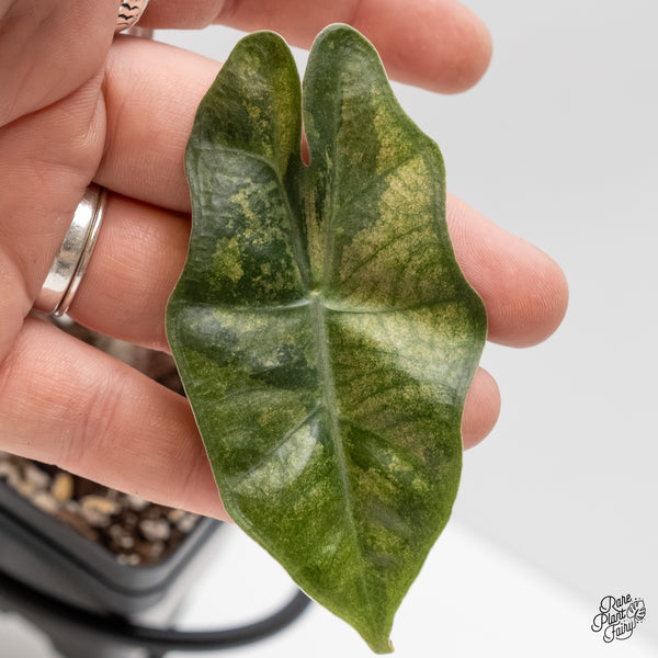 Alocasia Sanderiana Pink Variegated (aka 'Pseudosanderiana') (wk3-B)