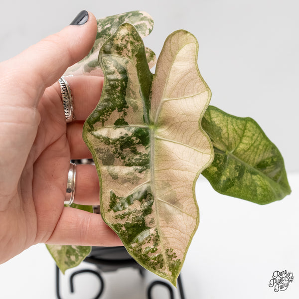 Alocasia Sanderiana Pink Variegated (aka 'Pseudosanderiana') (wk3-B)