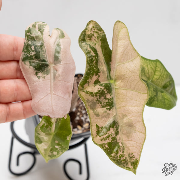 Alocasia Sanderiana Pink Variegated (aka 'Pseudosanderiana') (wk3-B)