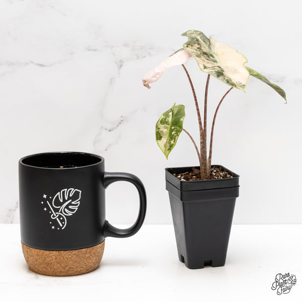 Alocasia Sanderiana Pink Variegated (aka 'Pseudosanderiana') (wk3-B)