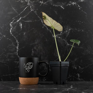 Alocasia 'Regal Shields' Albo Variegated (wk42-L369)