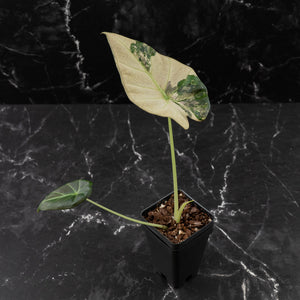 Alocasia 'Regal Shields' Albo Variegated (wk42-L369)