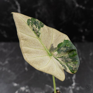 Alocasia 'Regal Shields' Albo Variegated (wk42-L369)