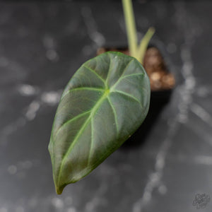 Alocasia 'Regal Shields' Albo Variegated (wk42-L369)