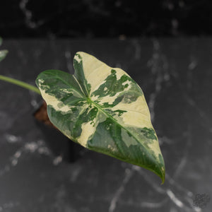 Alocasia 'Regal Shields' Albo Variegated (wk42-L370)
