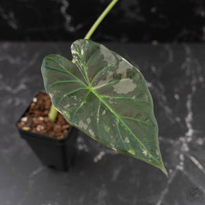 Alocasia 'Regal Shields' Albo Variegated (wk42-L370)