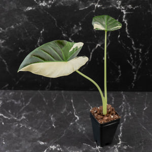Alocasia 'Regal Shields' Albo Variegated (wk43-L398)