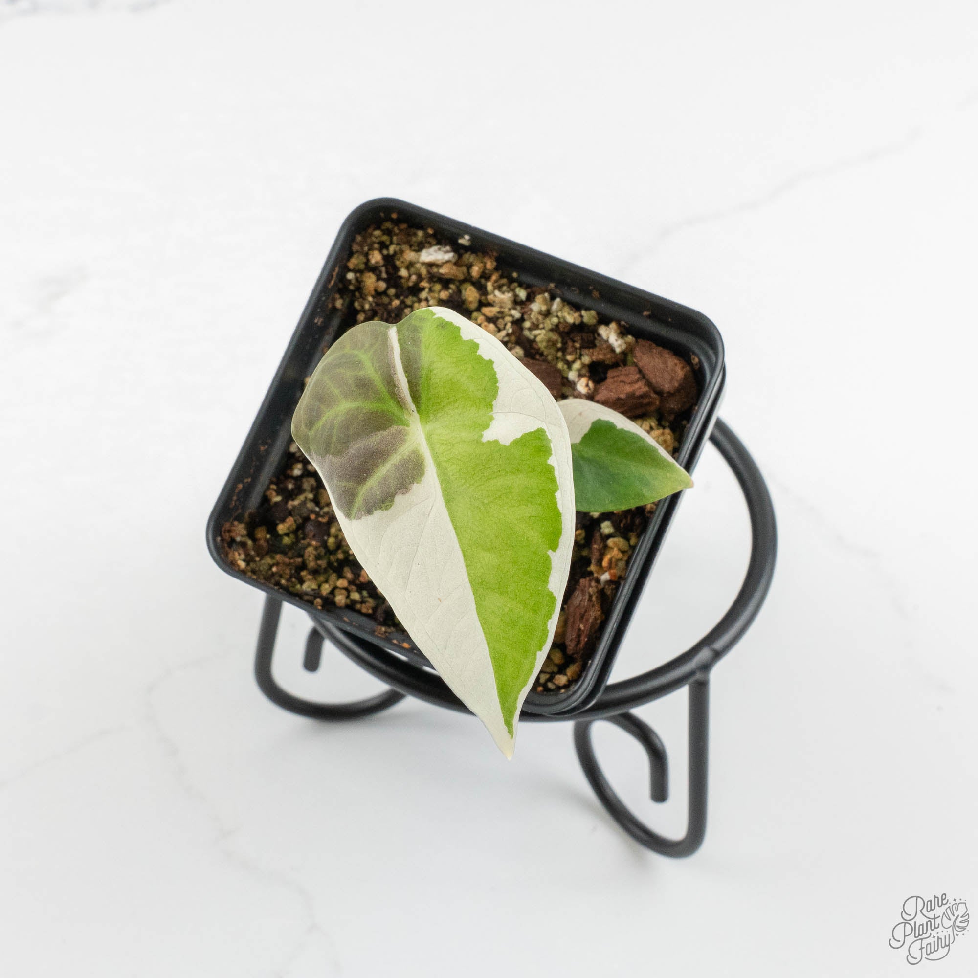 Alocasia 'Regal Shields' albo variegated (wk14-B) – Rare Plant Fairy