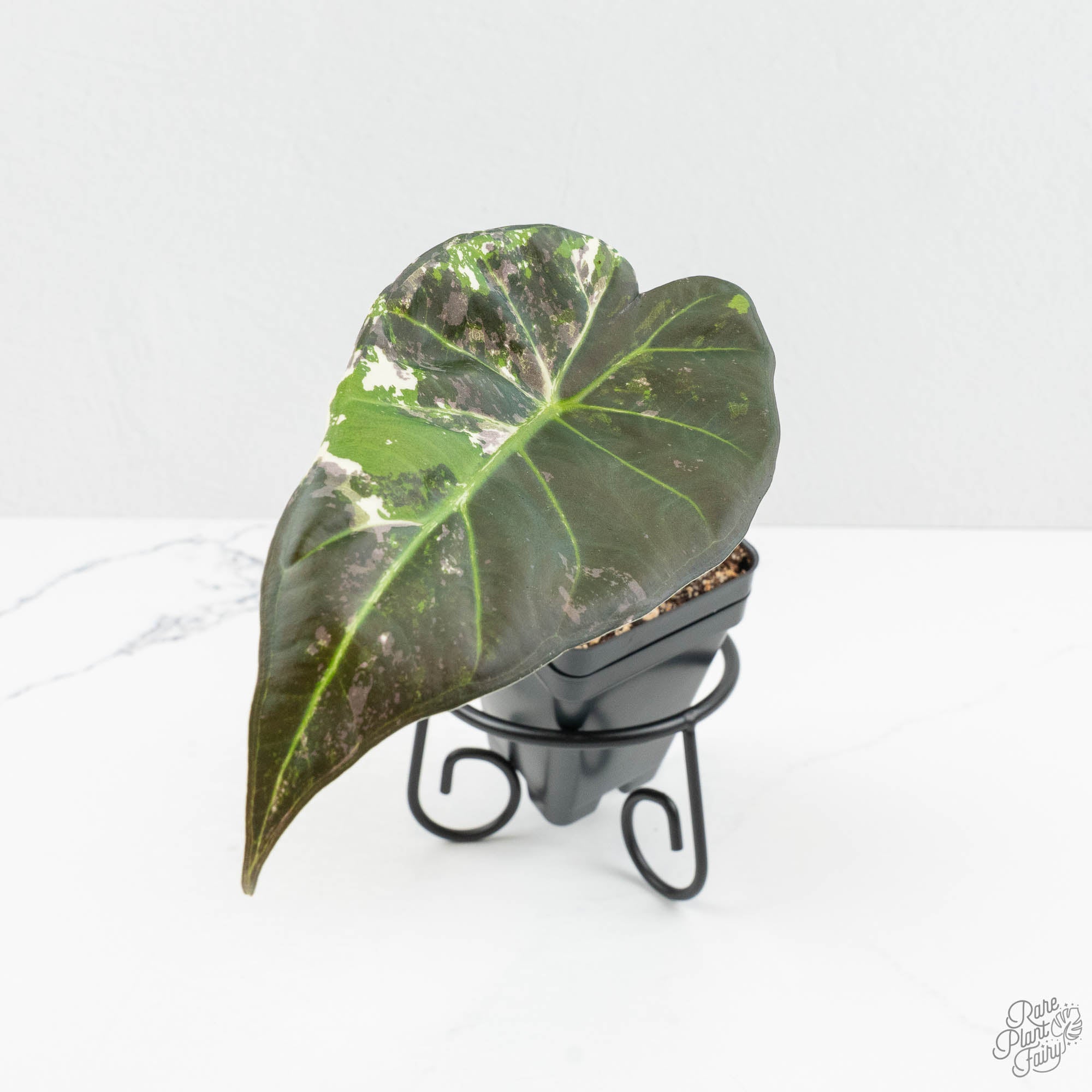 その他観葉植物 Alocasia Regal Shields Variegated Alocasia 'Regal Shields' albo variegated (wk15-J) – Rare Plant Fairy