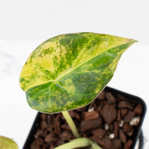 Alocasia 'Regal Shields' aurea variegated (wk27-D)