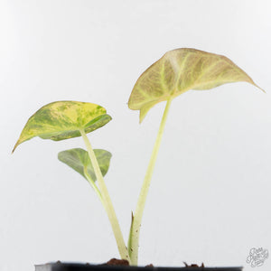 Alocasia 'Regal Shields' aurea variegated (wk27-D)