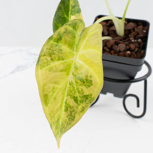 Alocasia 'Regal Shields' Aurea Variegated (wk36-L231)
