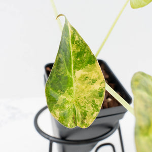 Alocasia 'Regal Shields' Aurea Variegated (wk36-L231)