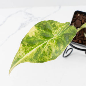 Alocasia 'Regal Shields' Aurea Variegated (wk36-L231)